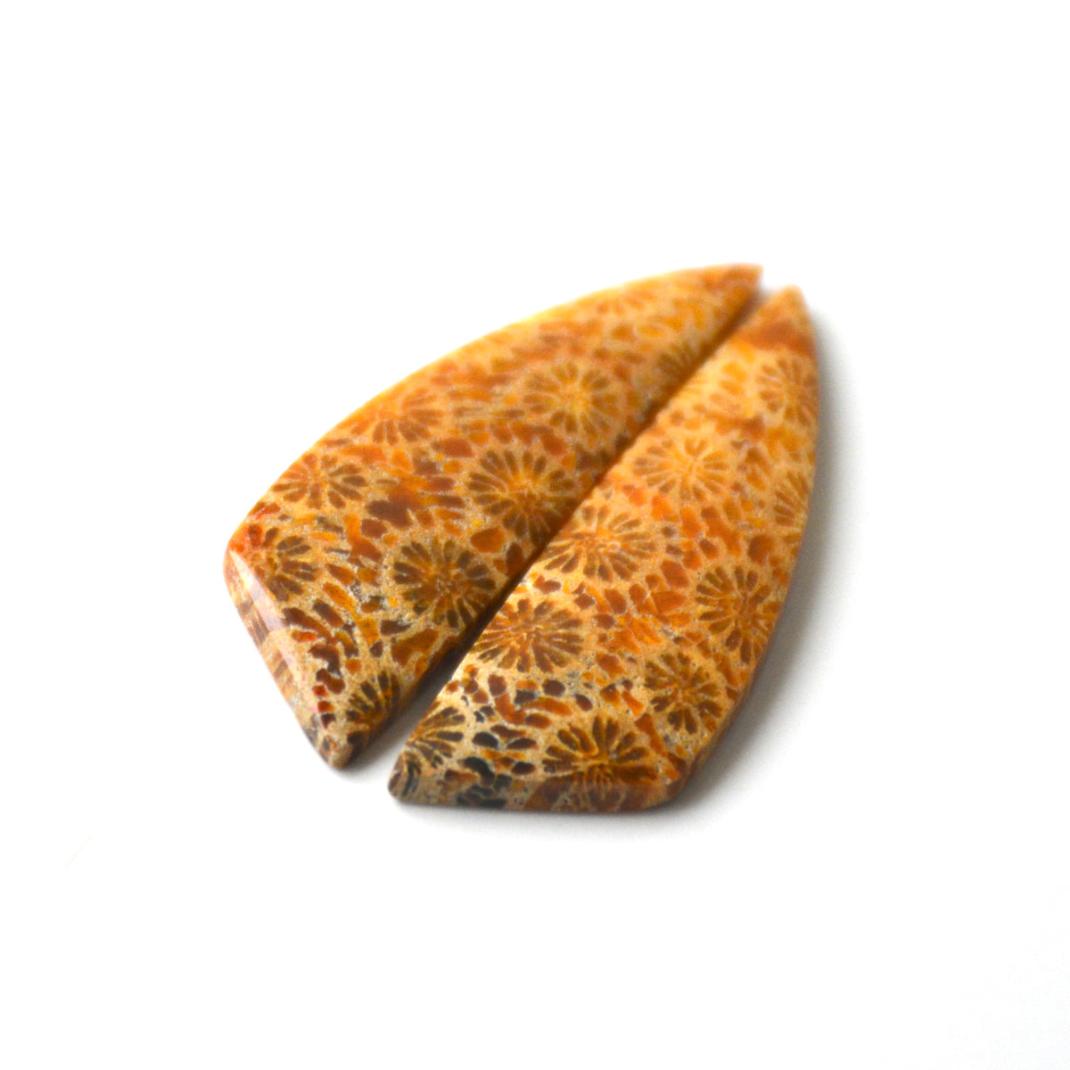 Fossiel koraal | Cabochon paar | 34x10 mm